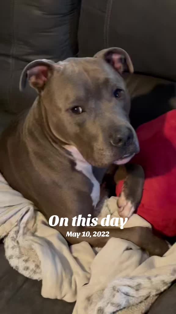 @Pittie Mom