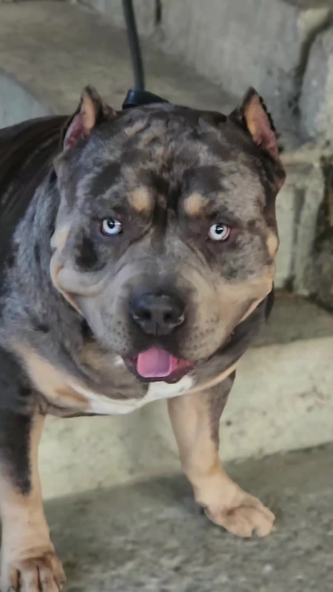 @serbianbully