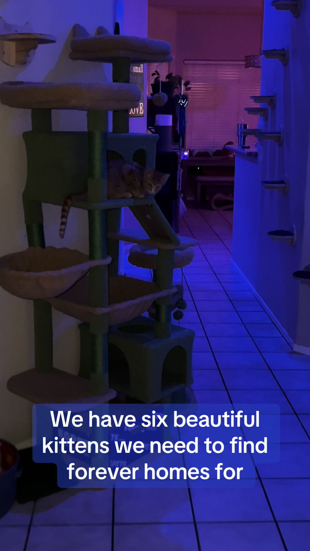 @felines.fish.furyfriends