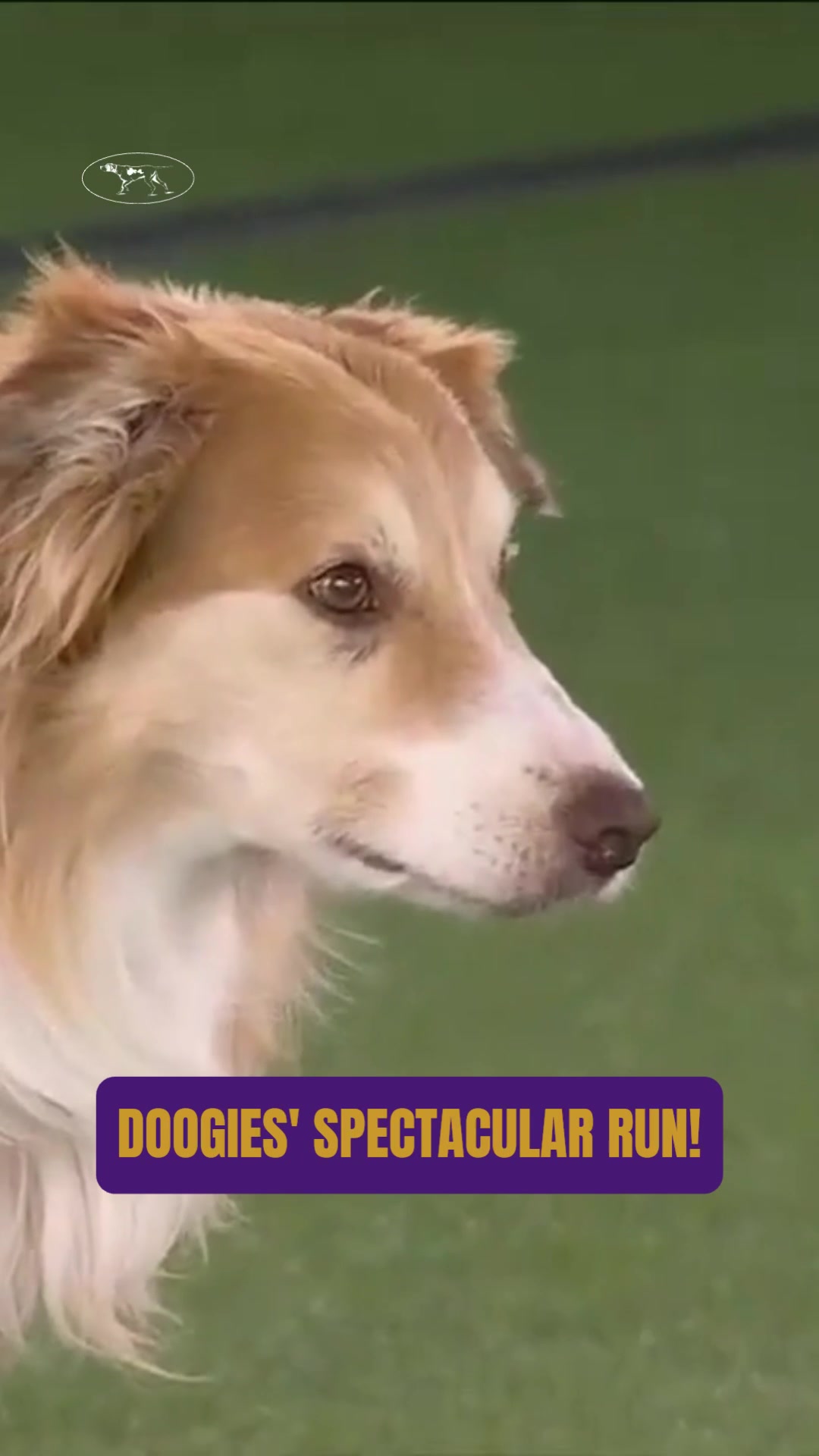 @Westminster Kennel Club