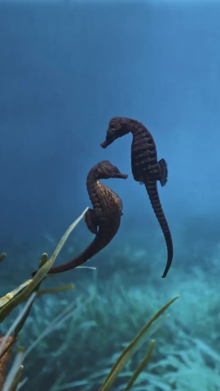 @S&uuml;&szlig;e Tiere