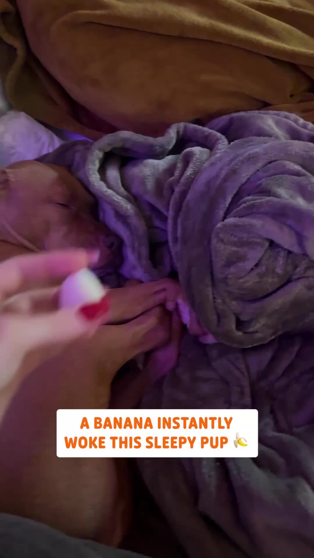 @Pawsome Pets