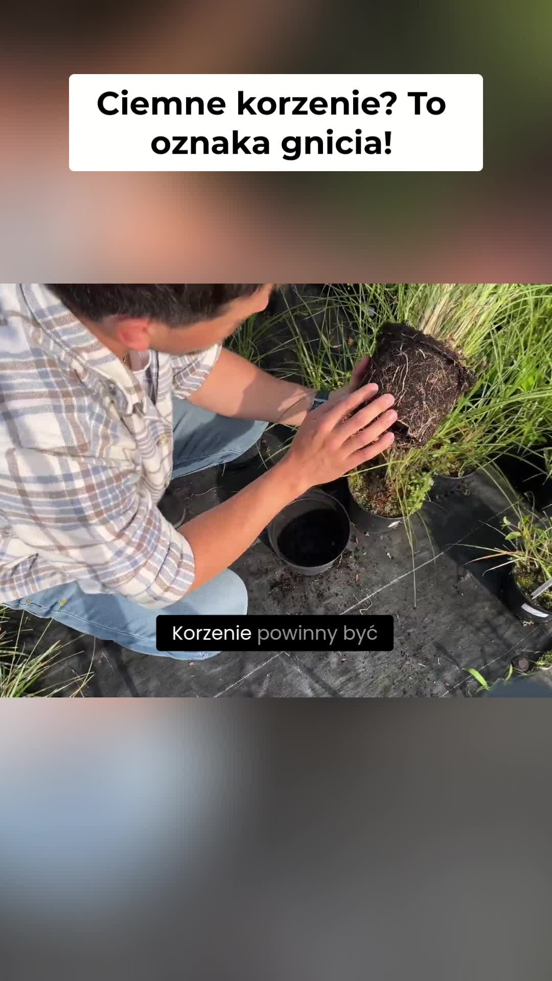 @Ogrodnik Doskonały