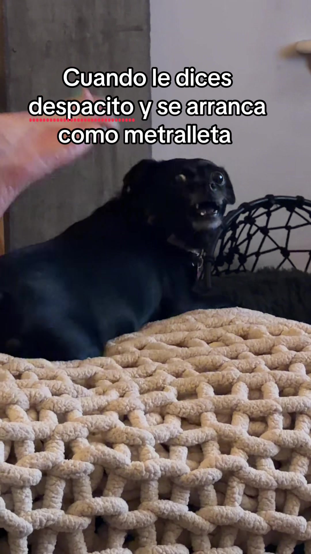 @chavelady