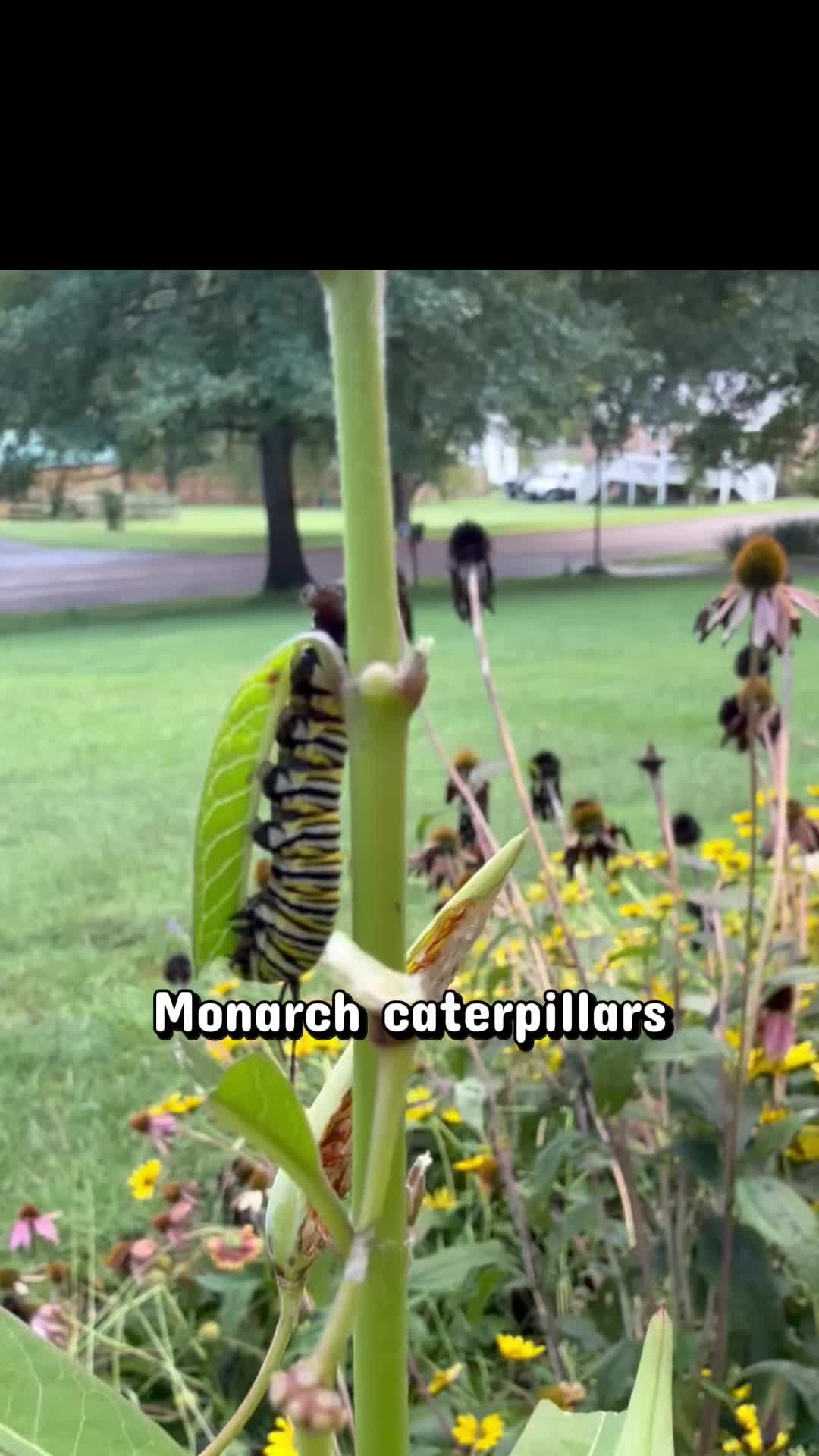 @The Appalachian kitties