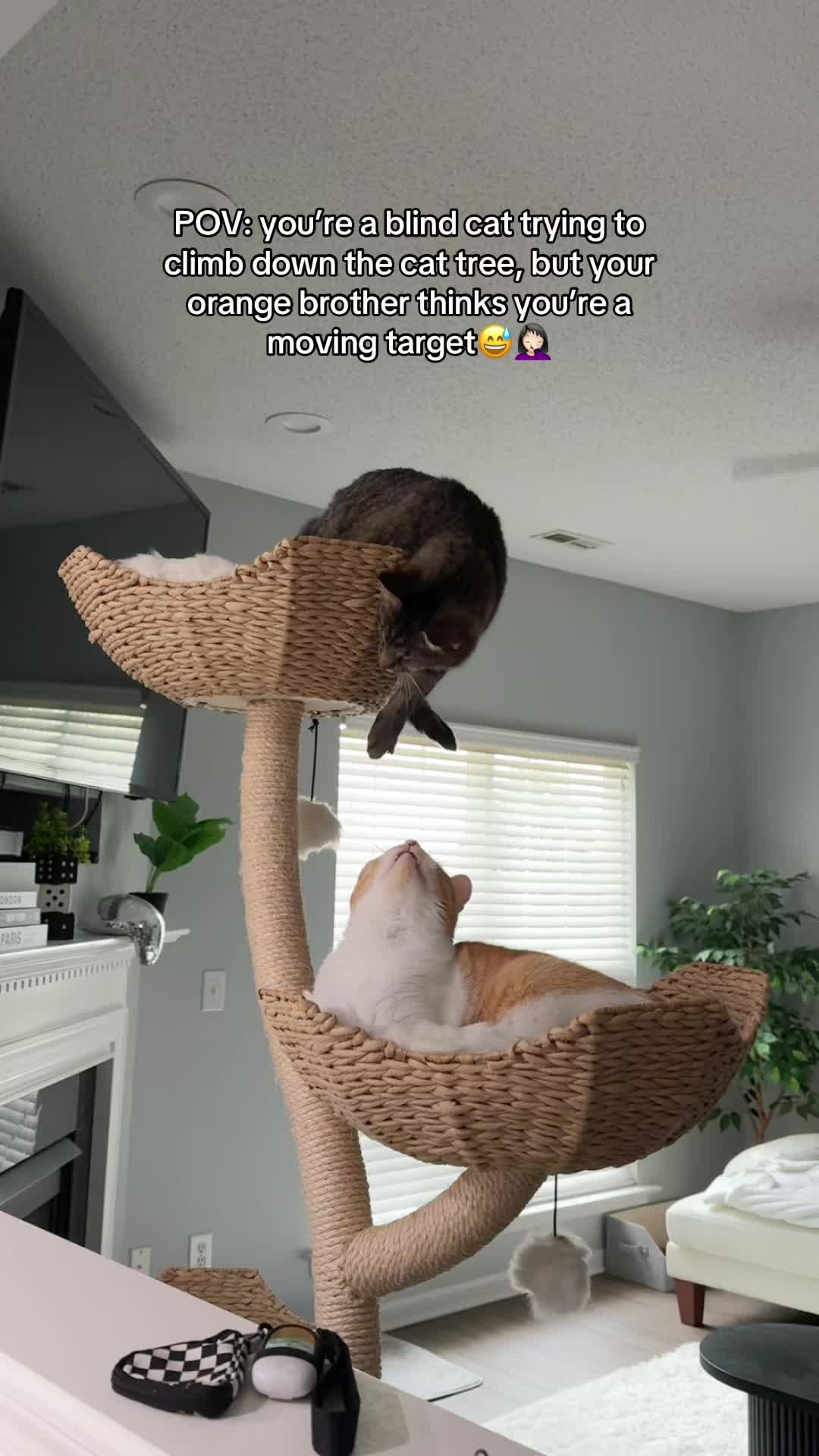 @𝘼𝙢𝙗𝙚𝙧 & 𝙎𝙩𝙚𝙫𝙞𝙚
