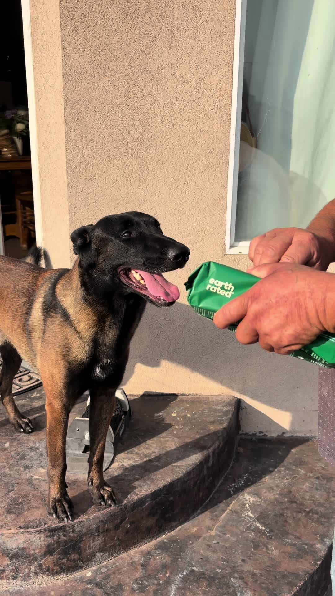 @bolo_belgianmalinois