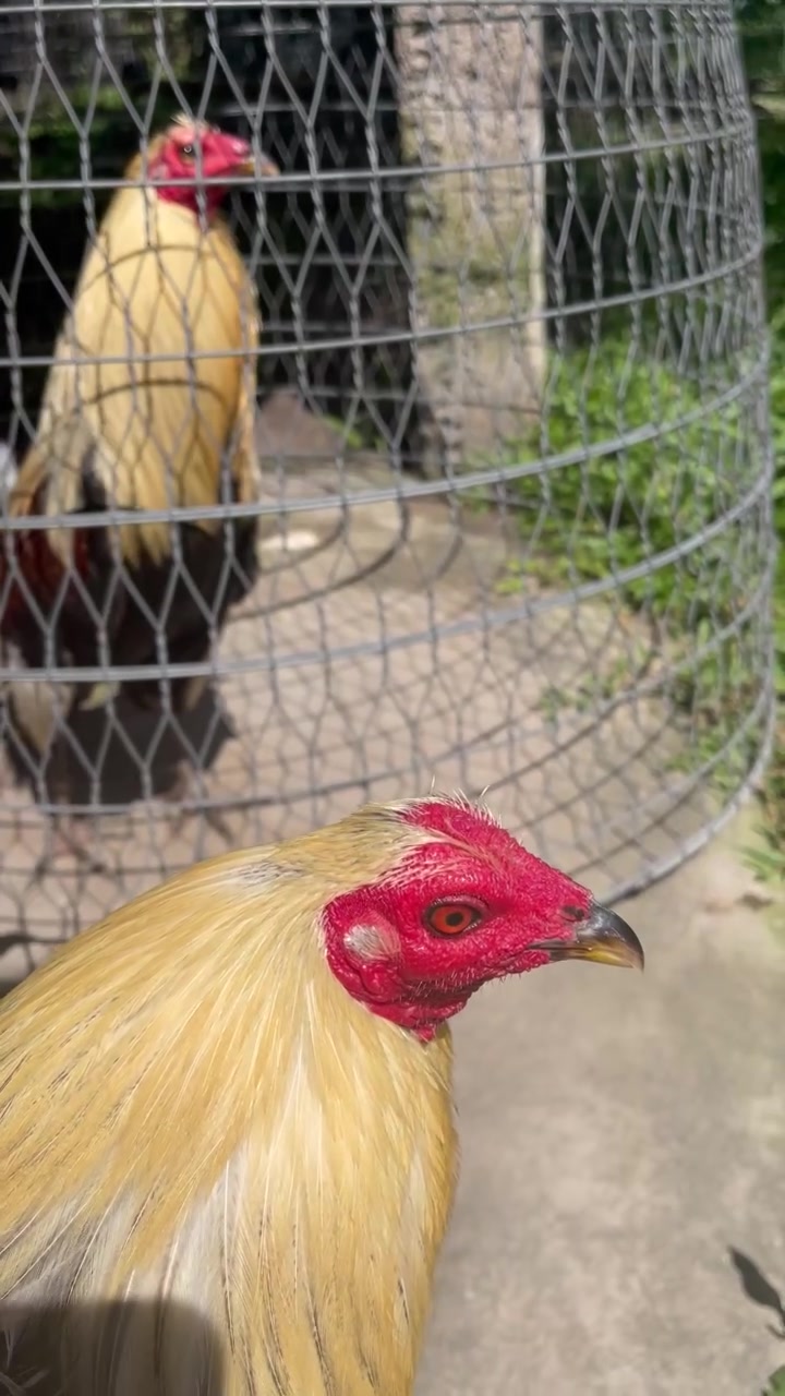 @Quốc Bảo ( baosting)