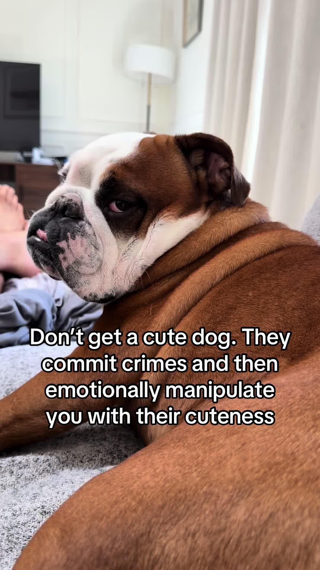 @Poptart The Bulldog