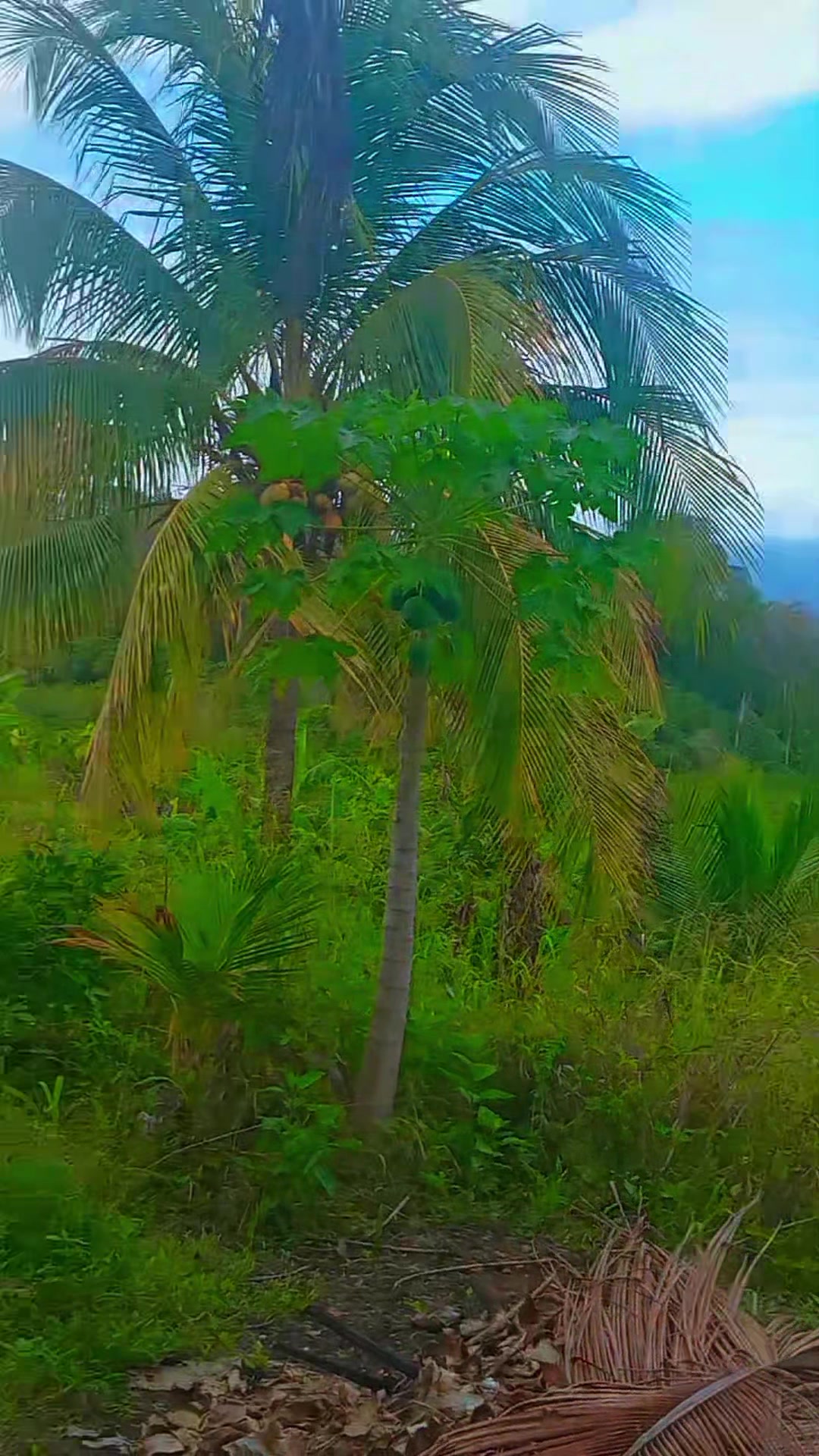 @Young Tiger Cold Coconuts🥥🌴