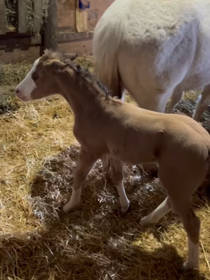 @Horses TikTok