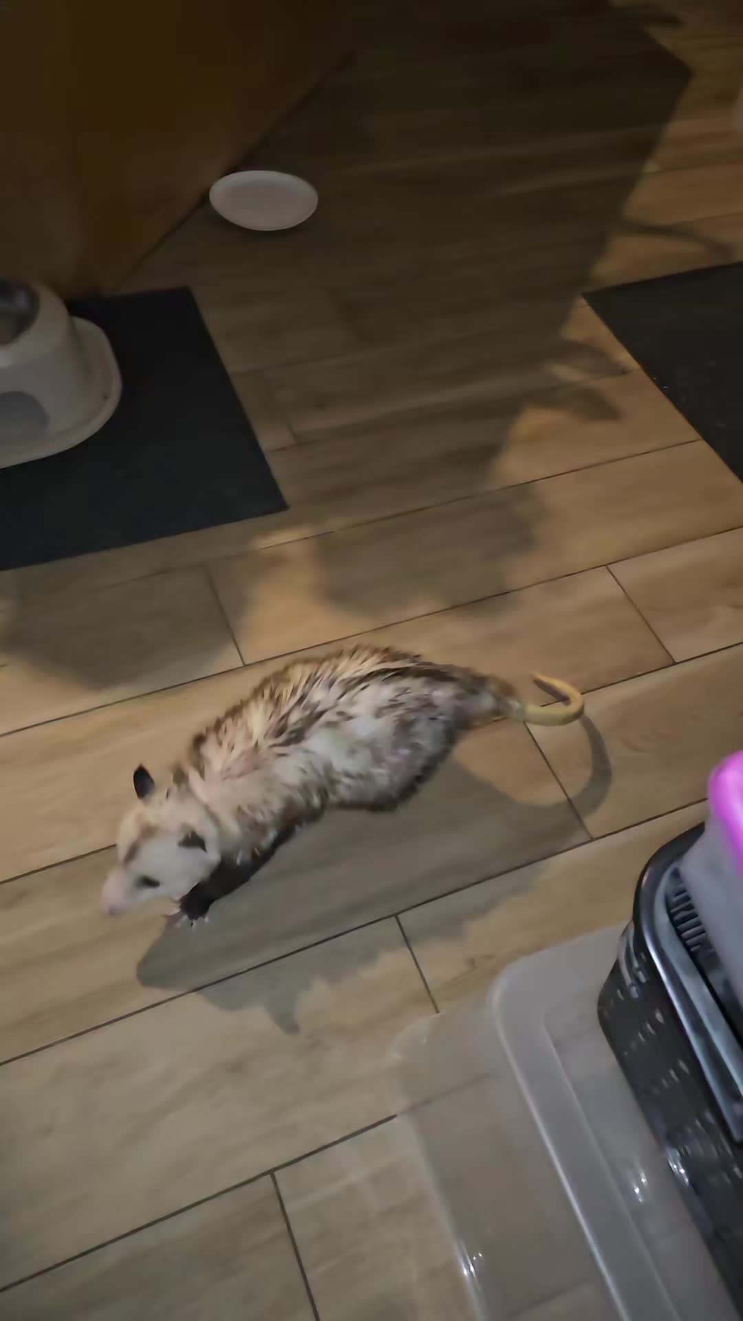 @OPOSSUMDAWGMOM