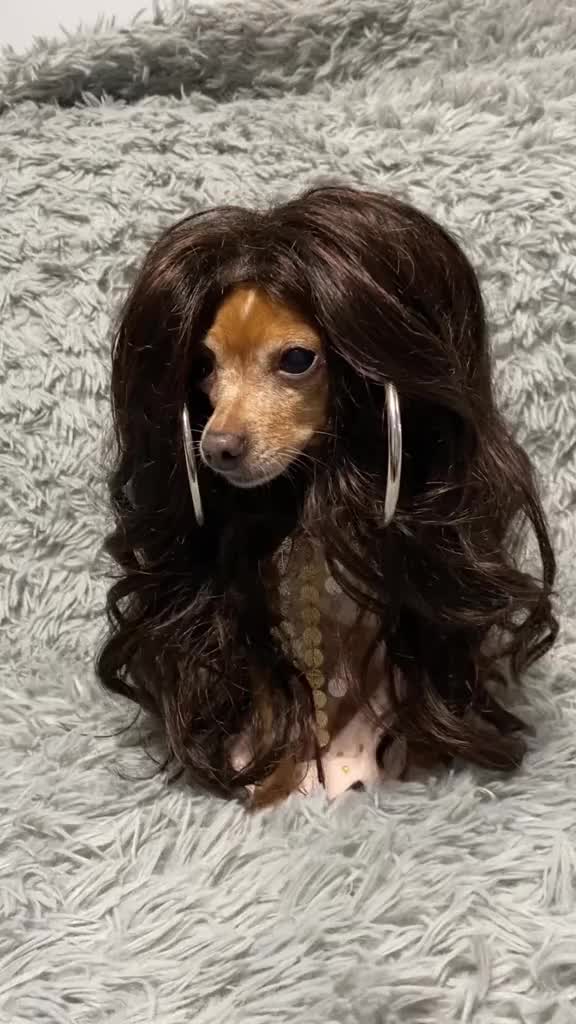 @_roxy_the_chihuahua
