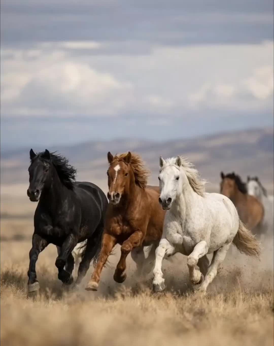 @horses lovers