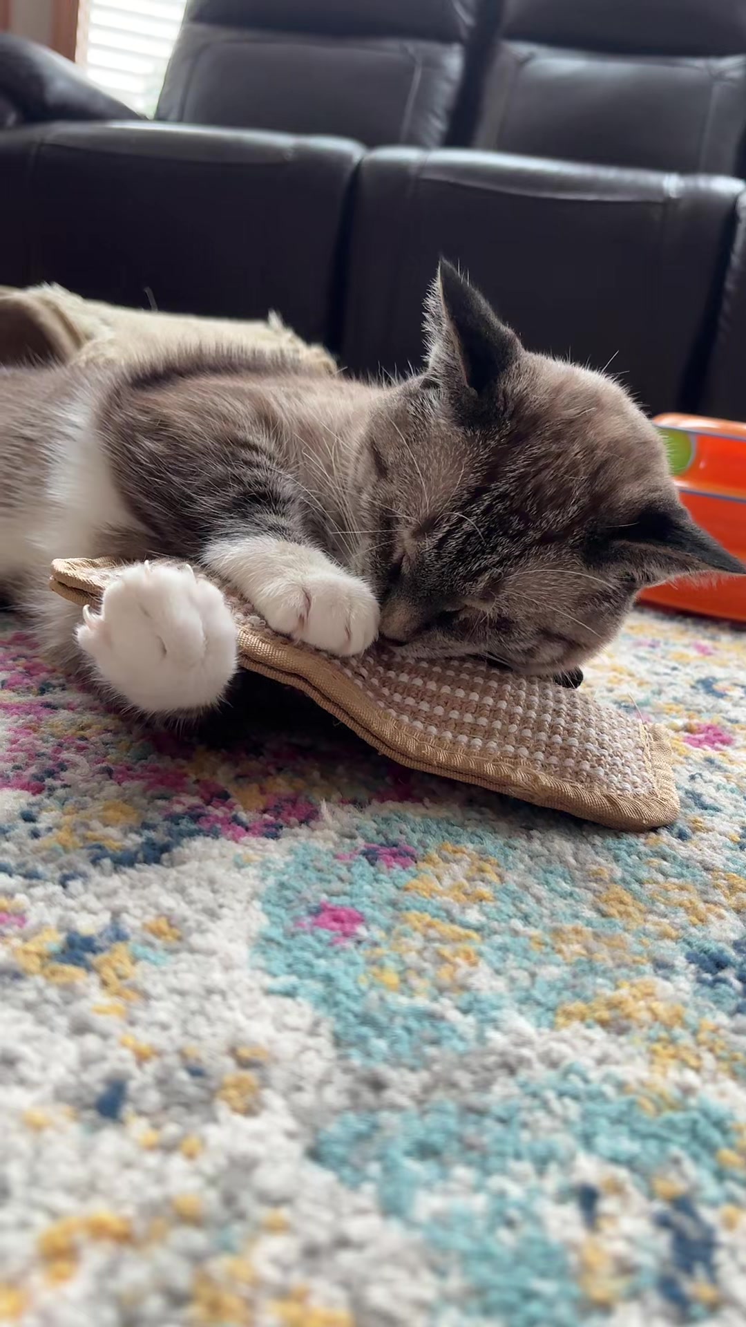 @bellkittiesmom