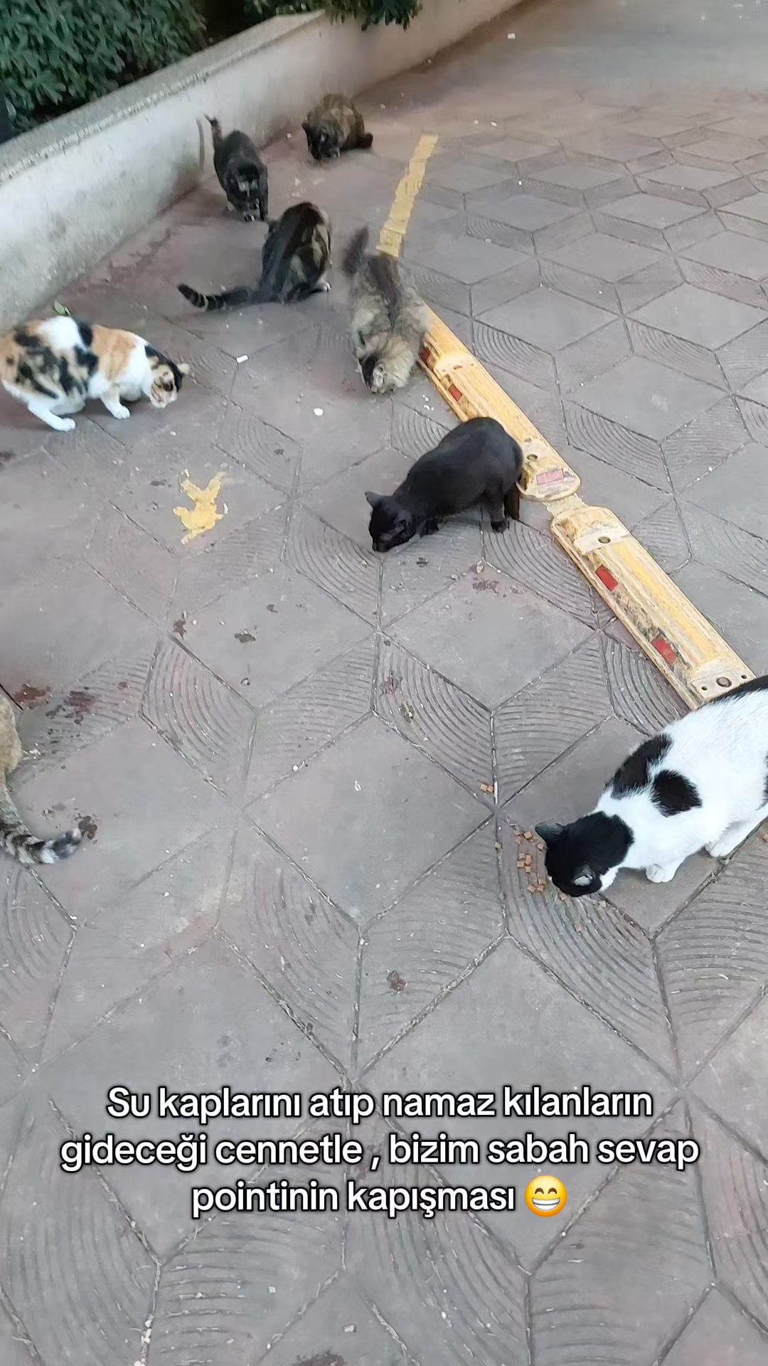 @GülsheN
