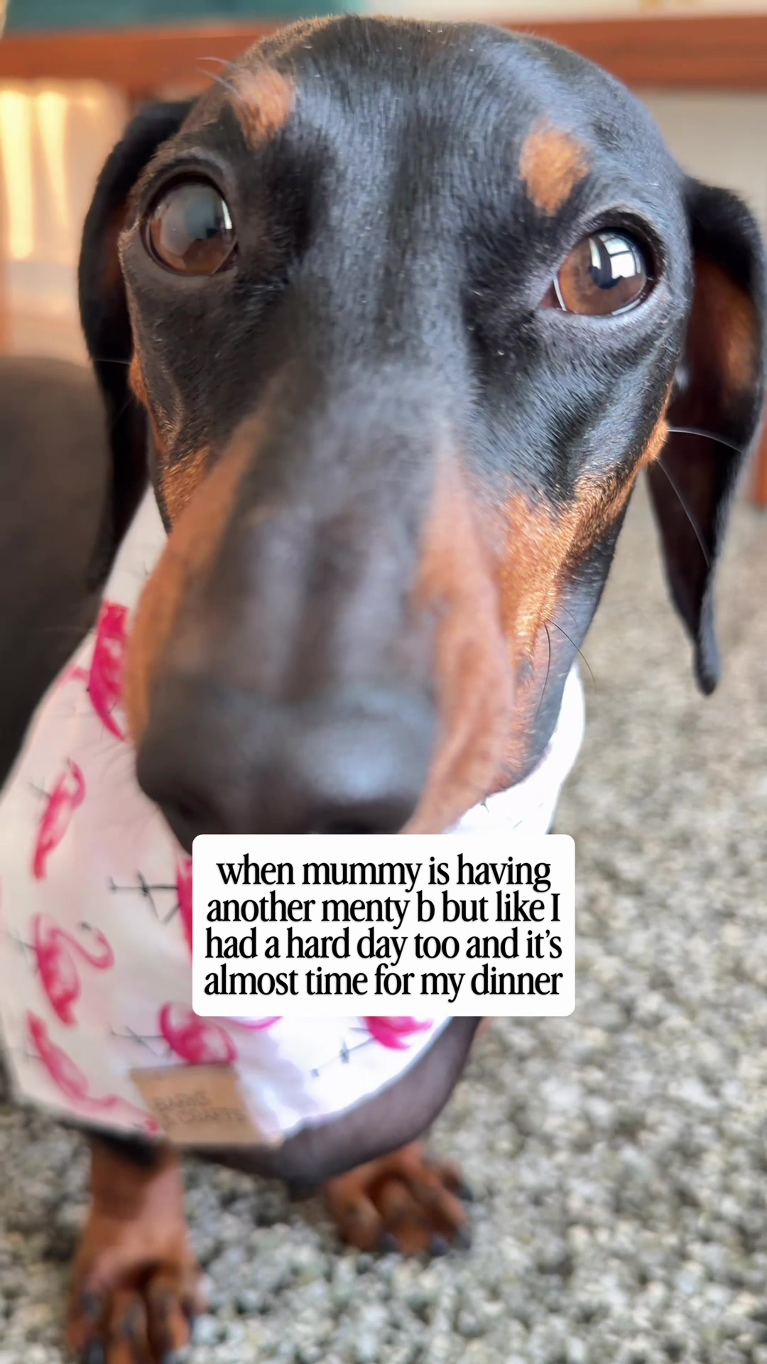 @Penny the Dachshund