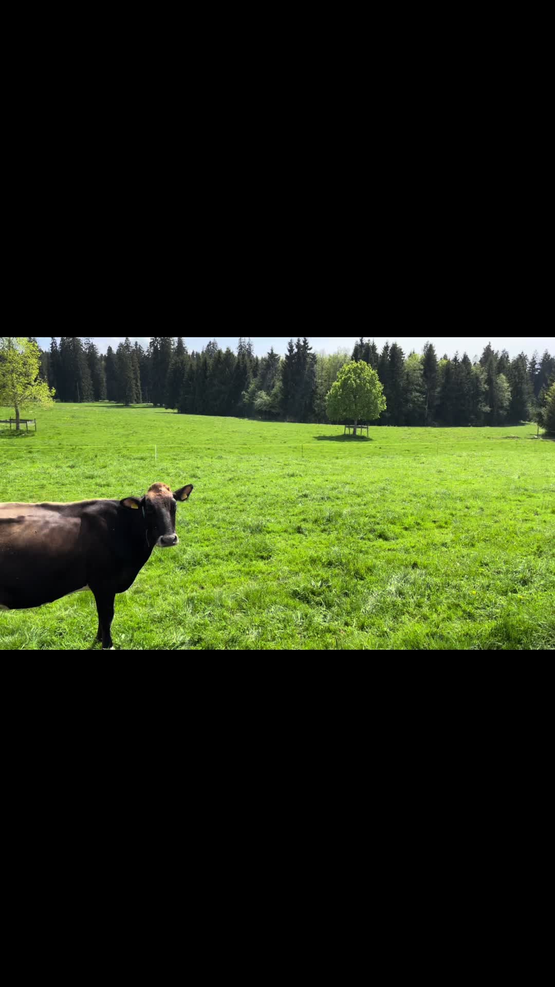 @Horses TikTok