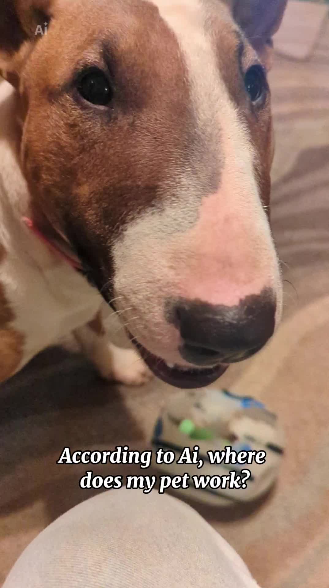 @jessibarbiesbullterrier