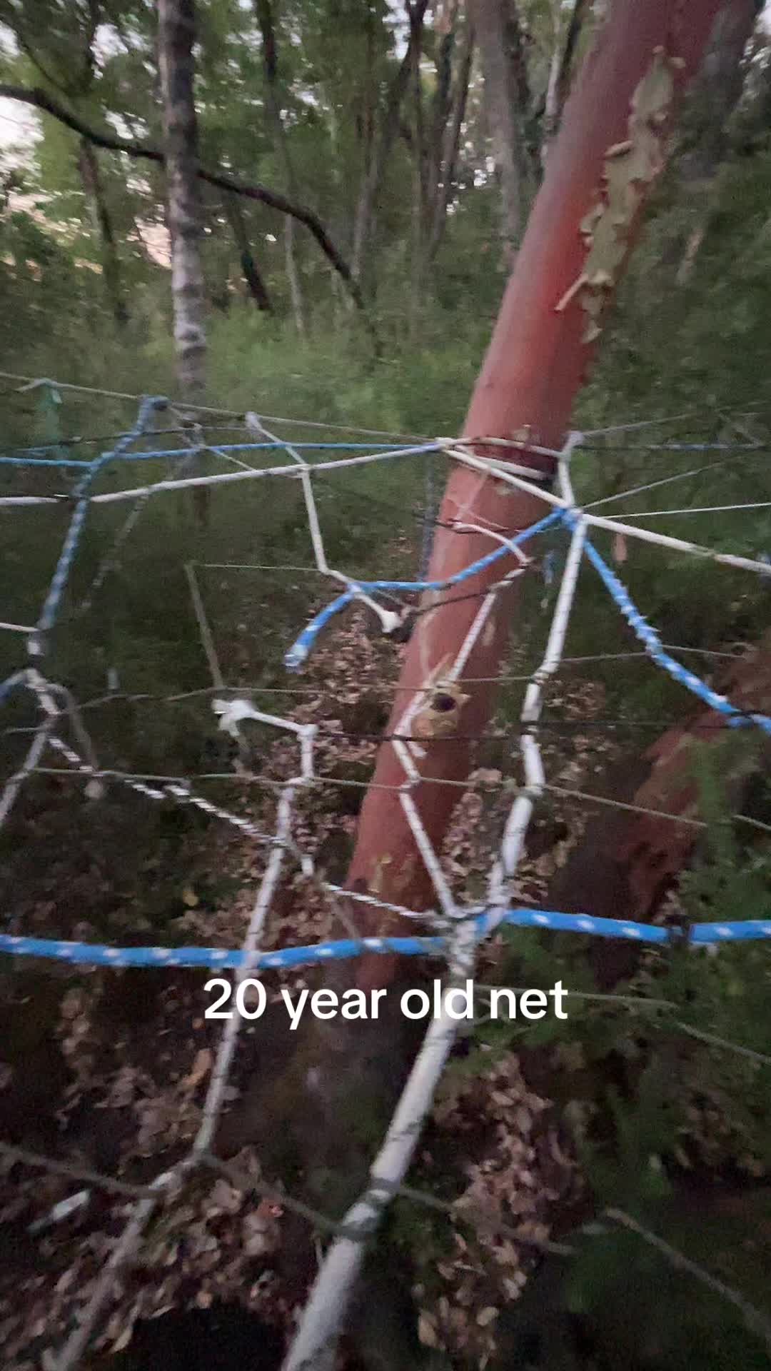 @marintreenets