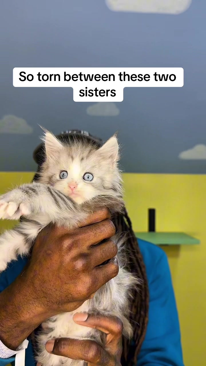 @Tycoon_Mainecoons