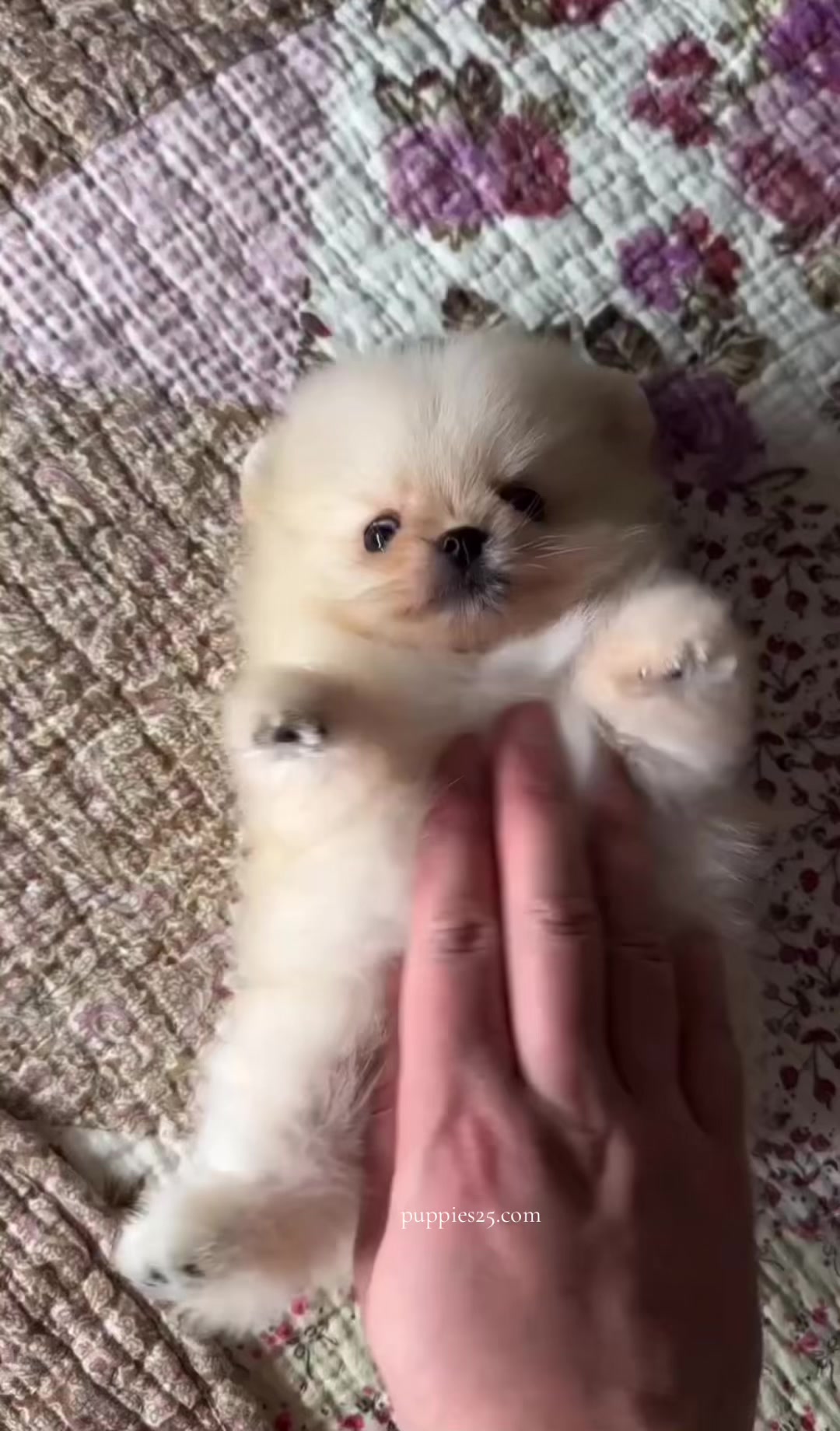@PAWFECT