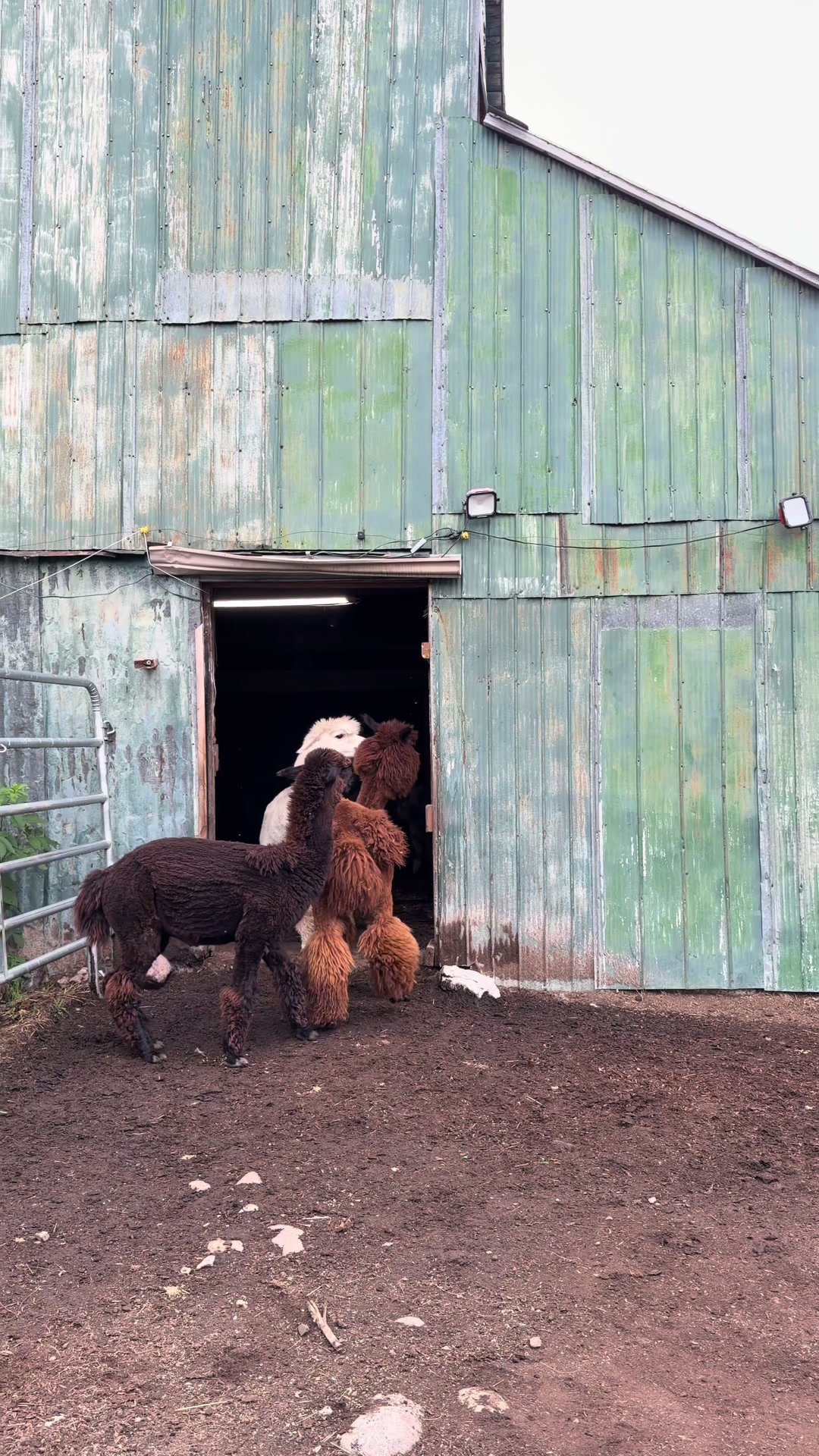 @Useless Farm