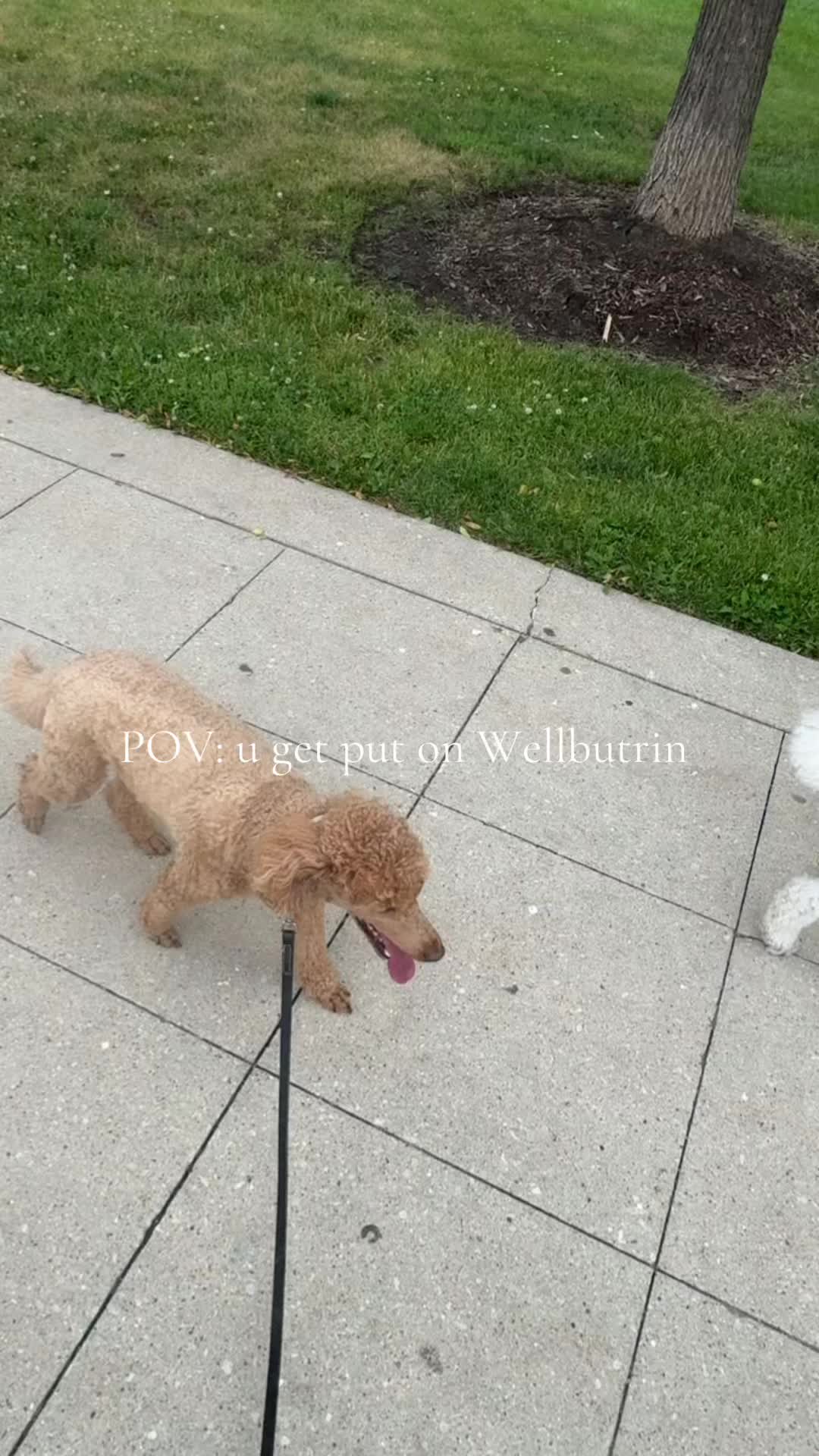 @packwalkdiaries