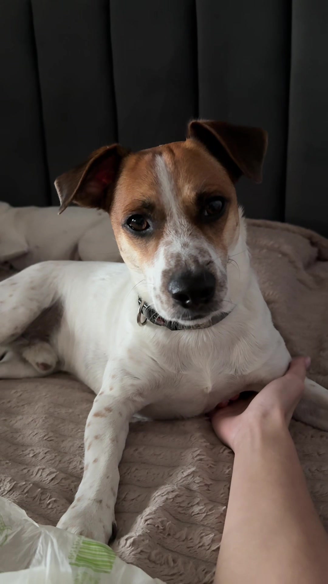 @люблю свою кожану🐶