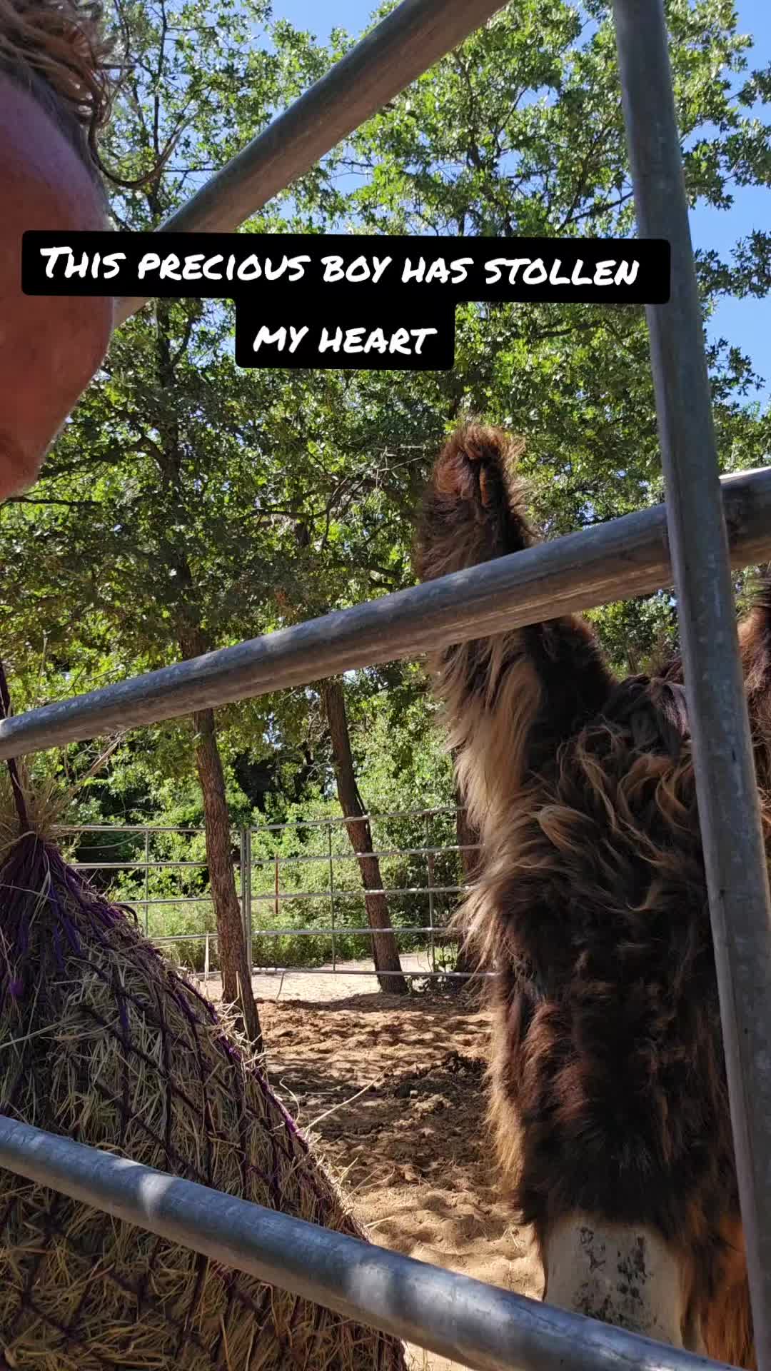 @Fonzy's Farm Rehab & Sanctuary