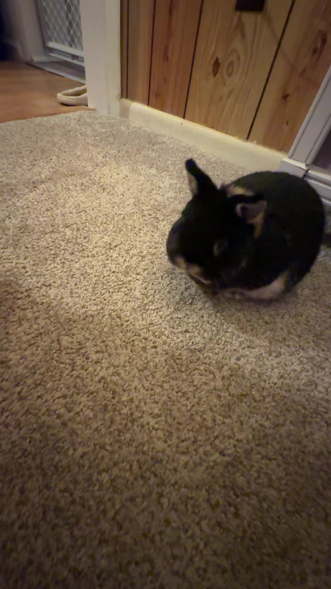 @blasphemousbudderdog