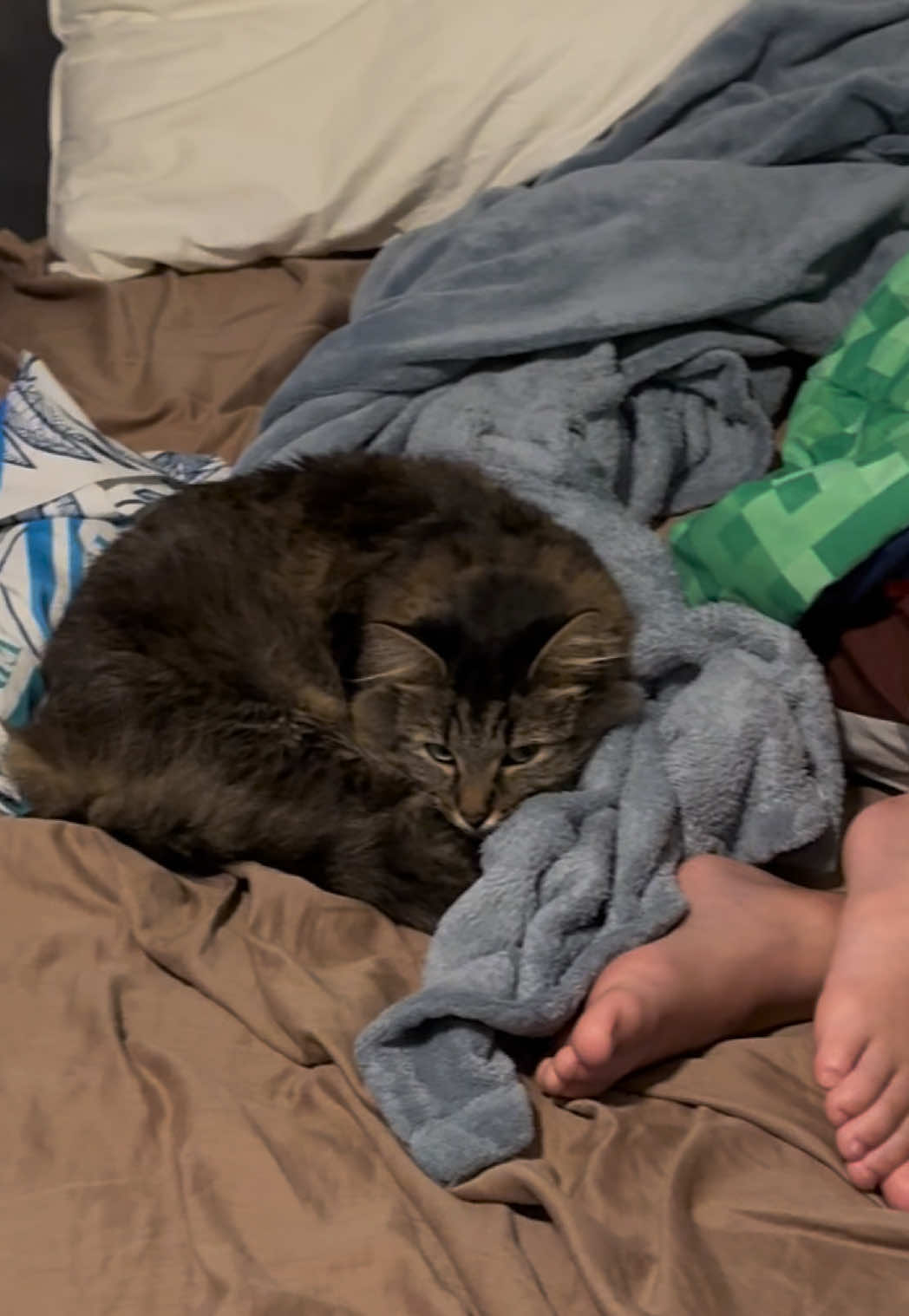 @RoxySnowballCatDrama