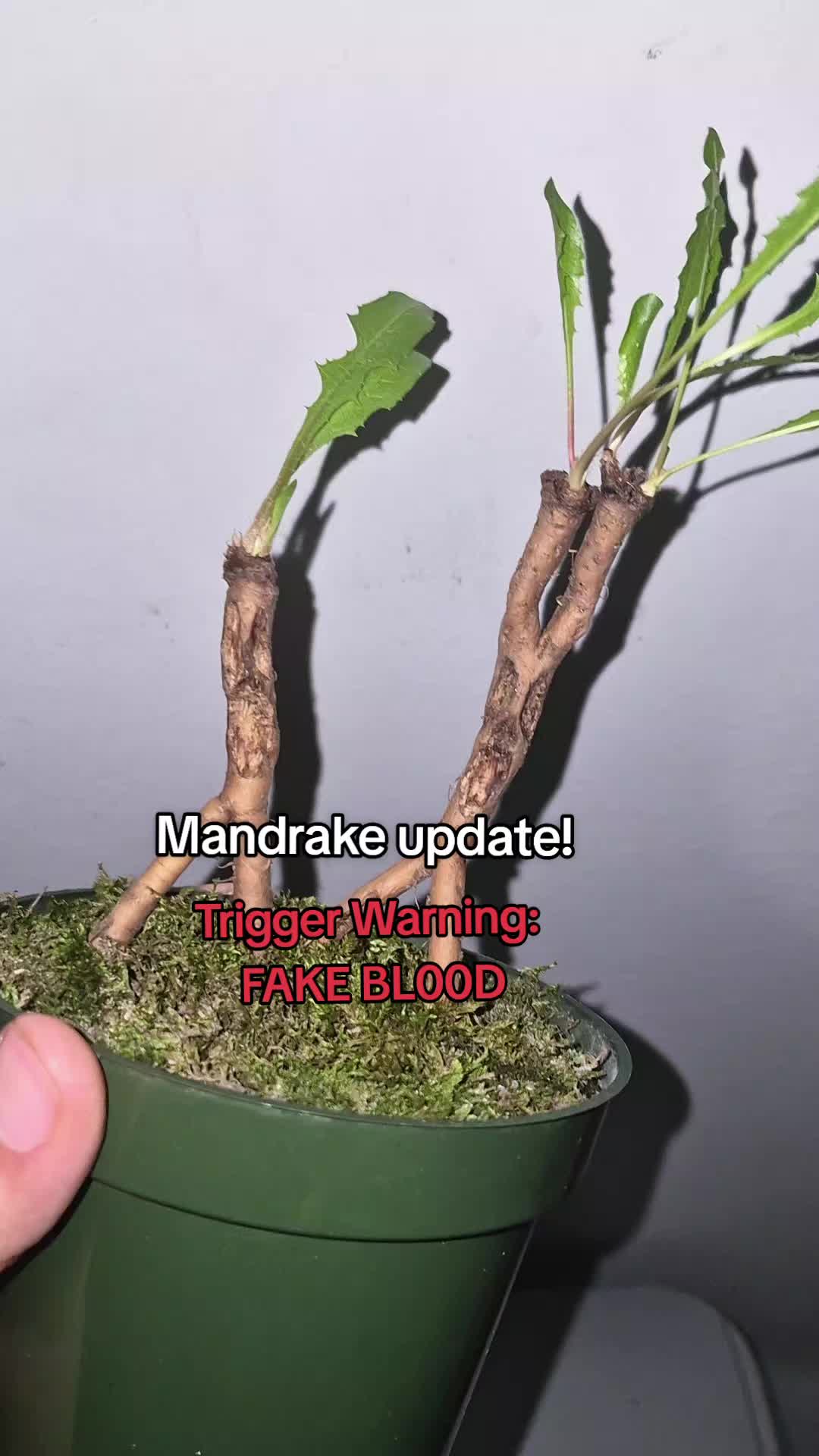 @big veiny dih hopps69🌱
