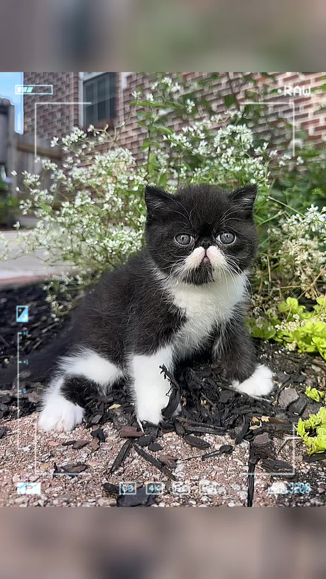 @KittyAmourCattery