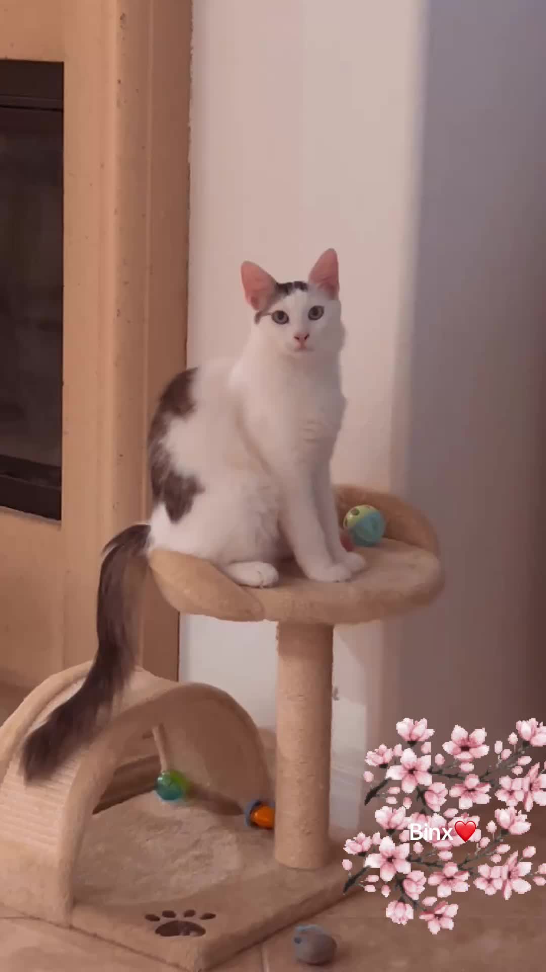 @Ming 🐈