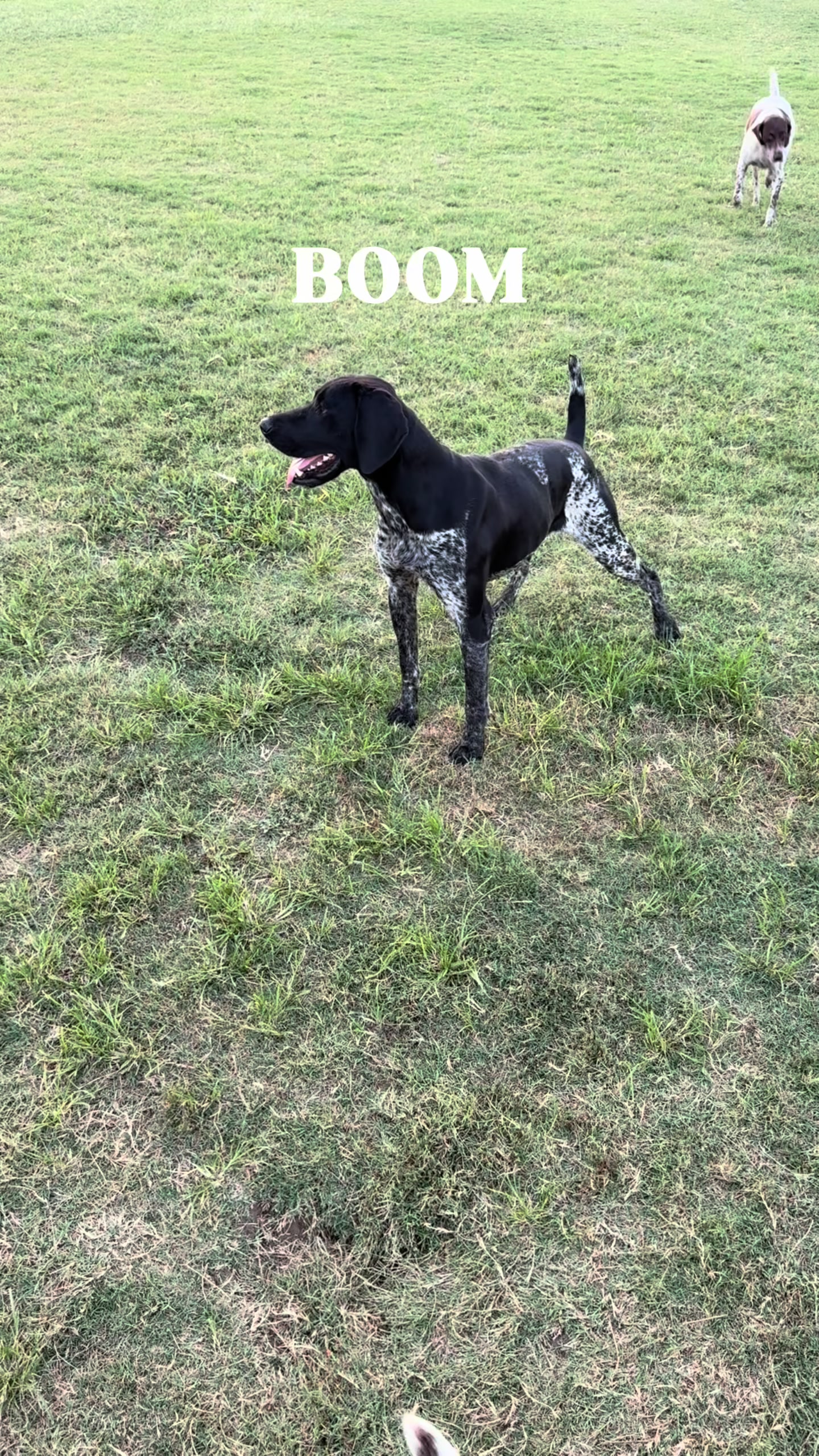 @heritagegspkennels