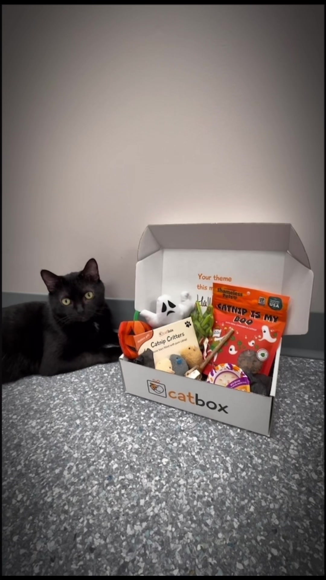 @The Fur Seasons Feline Rescue