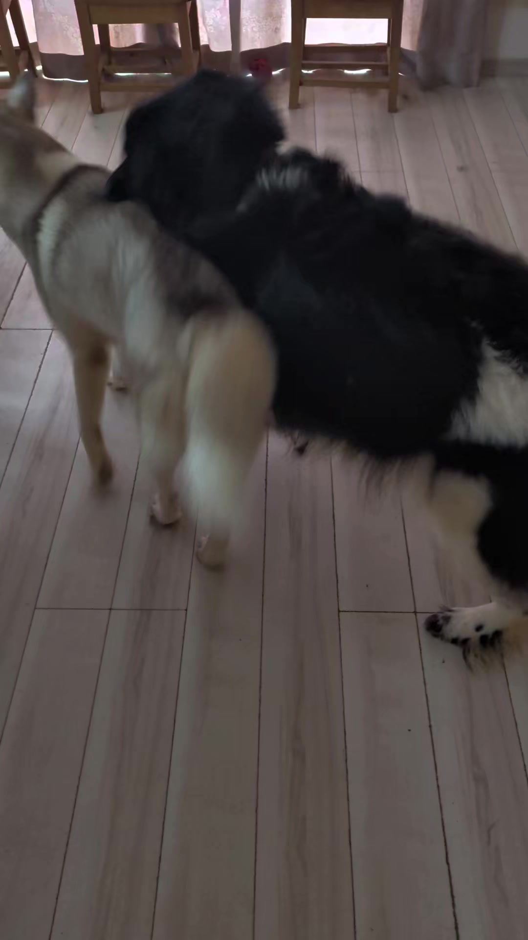 @大型犬3頭&小型老犬4頭多頭飼いの生活