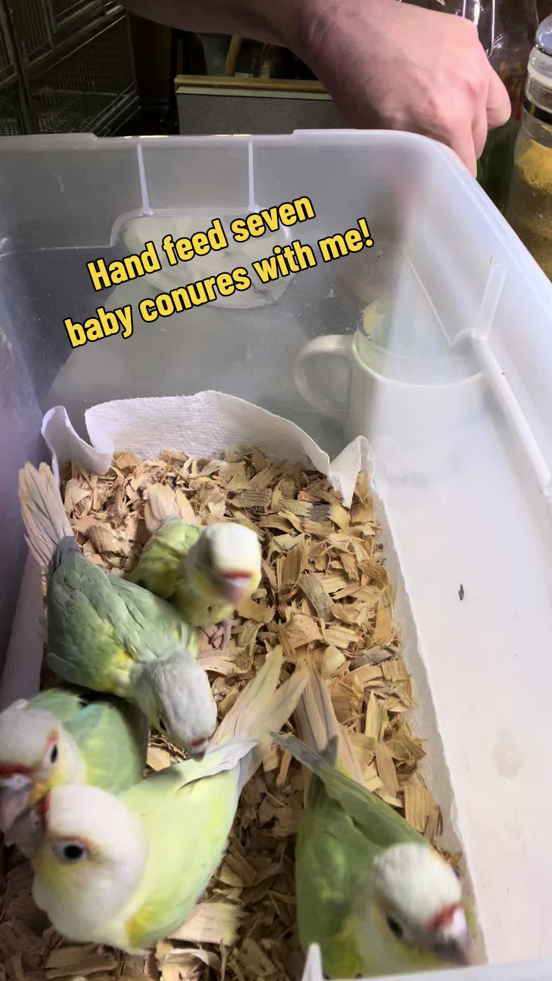 @Rain Blossom Birds