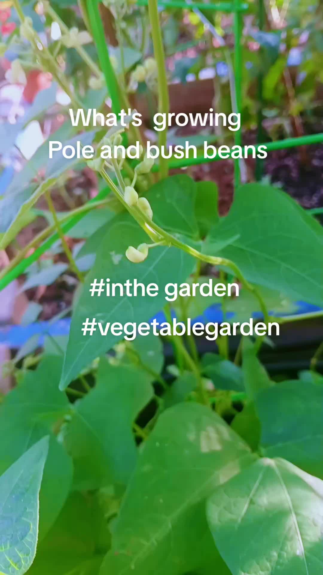 @Ronnie's garden🍅🫑🥬🥒🌻🌺