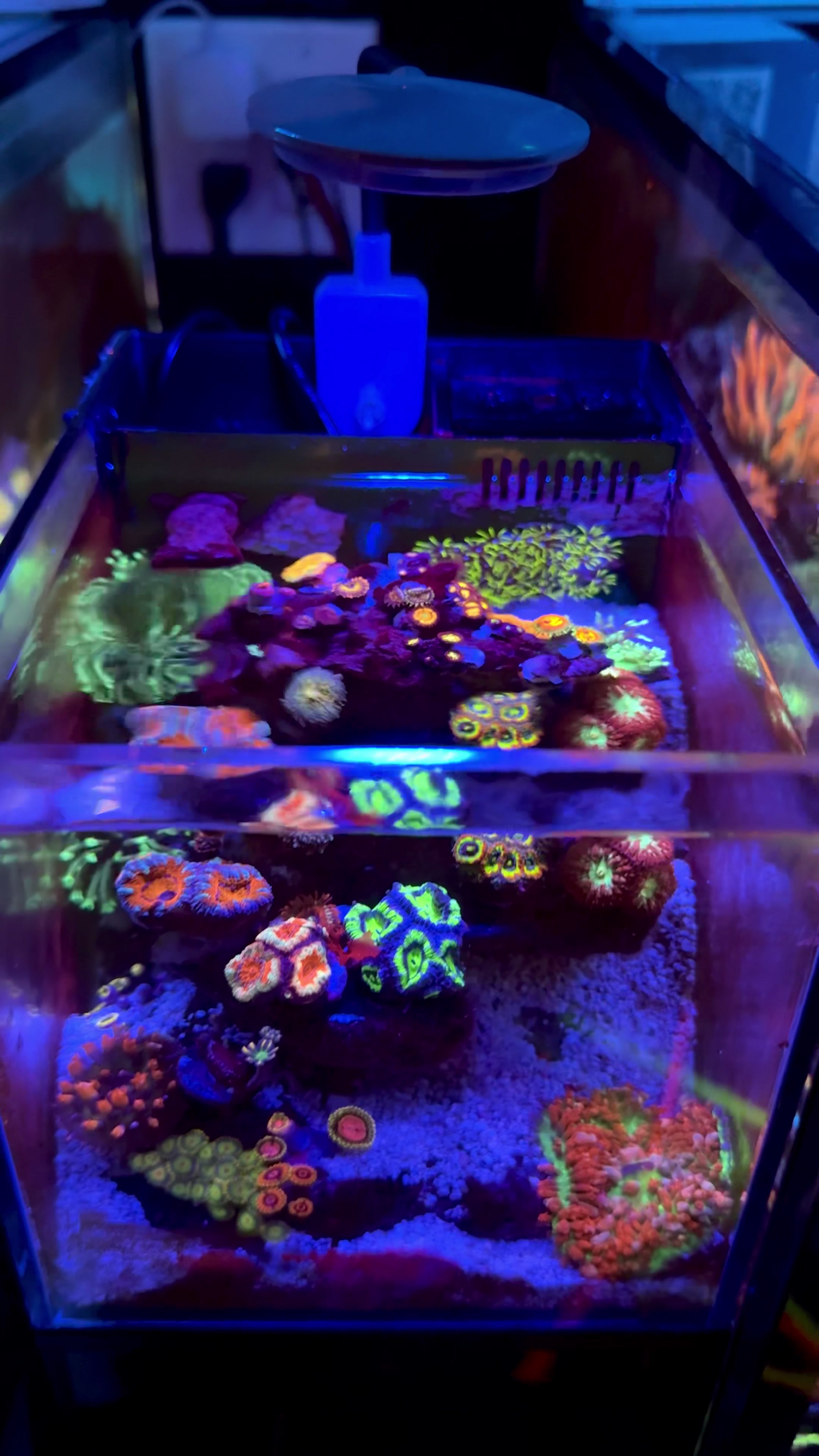 @Cali_Coral_Connect_hxa