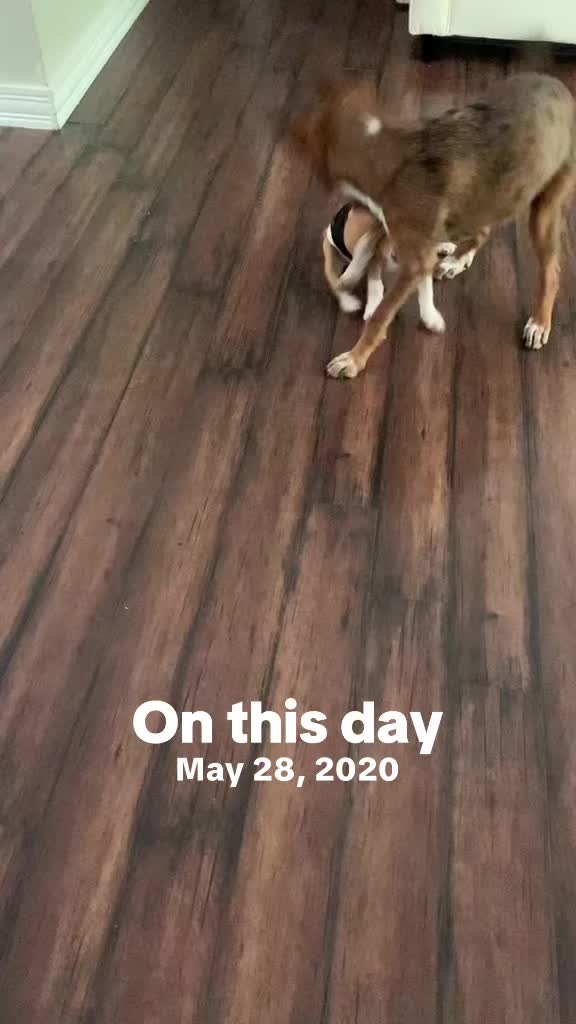 @dogmom76