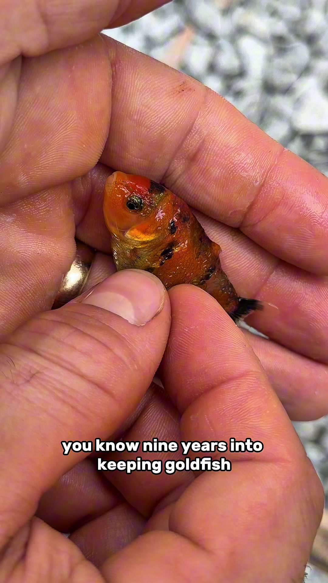 @The Goldfish Guy