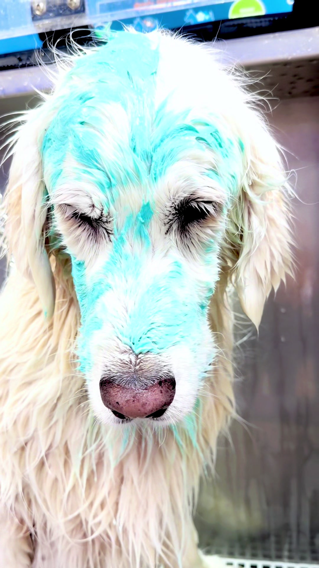 Steve R Castor Search how to change the dogs skin in quarantine zone Miami