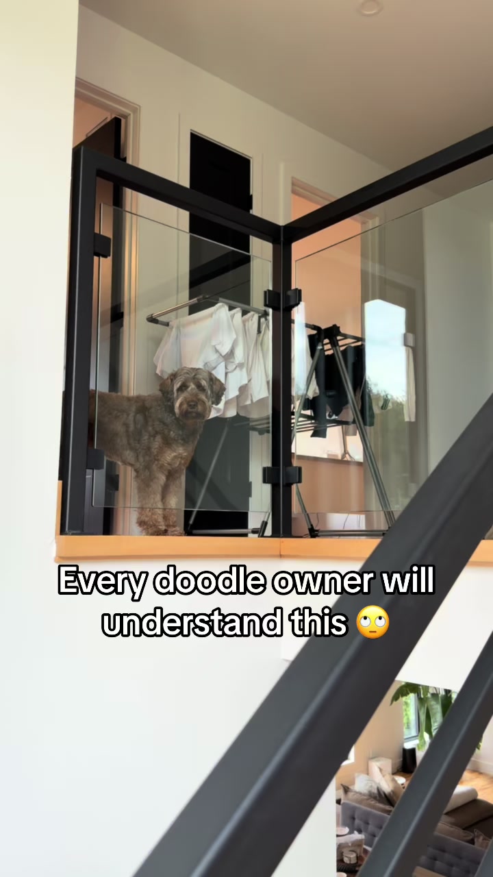 @Dogs Made Simple