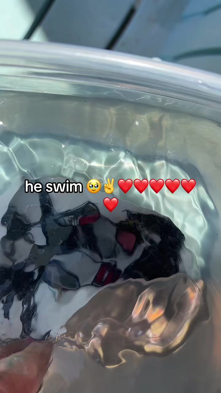 @cainesnumber2fan