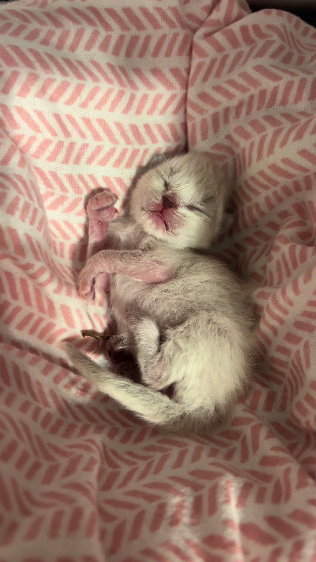 @Kitten.mama
