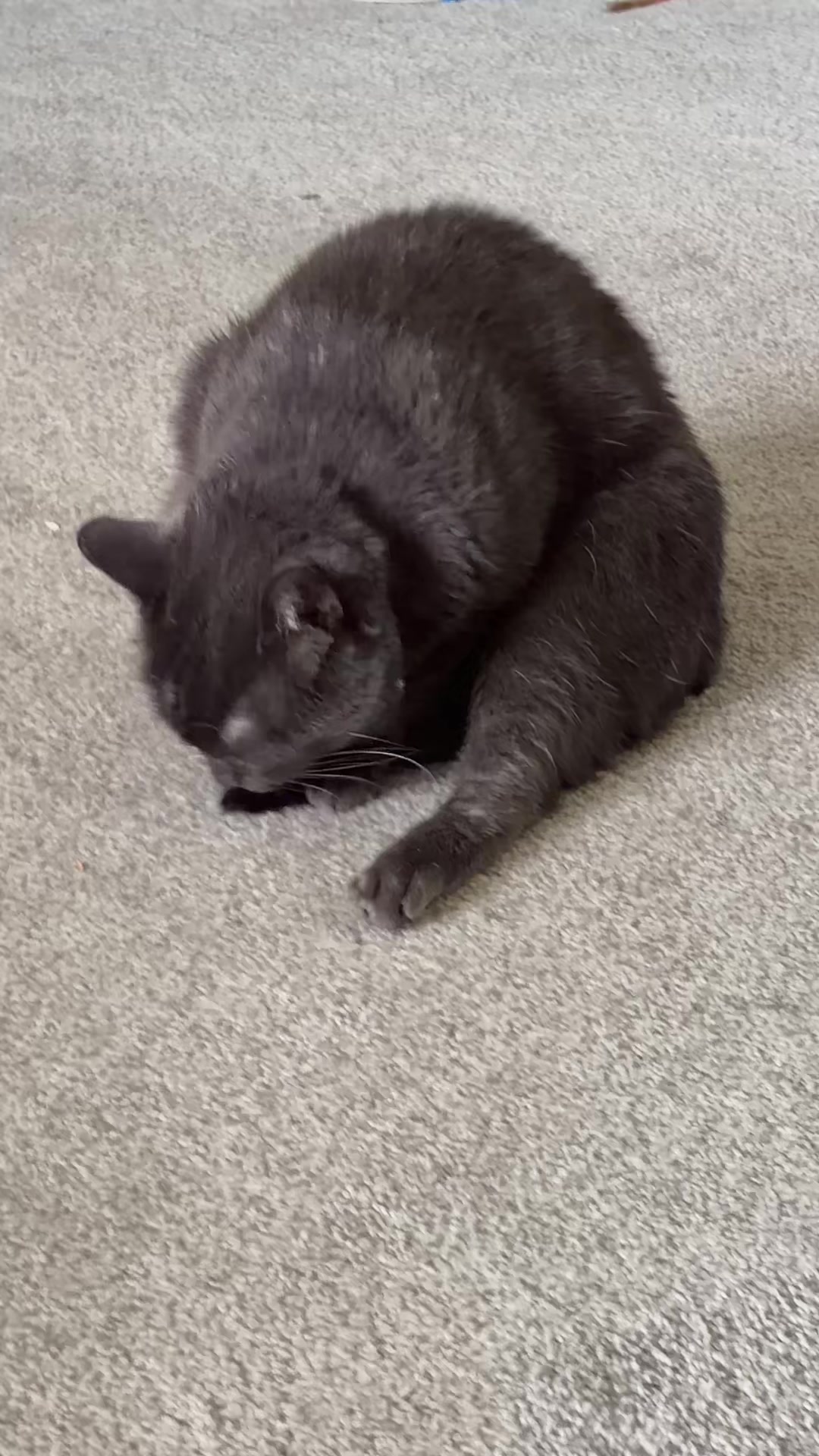 @zeldathecutecat