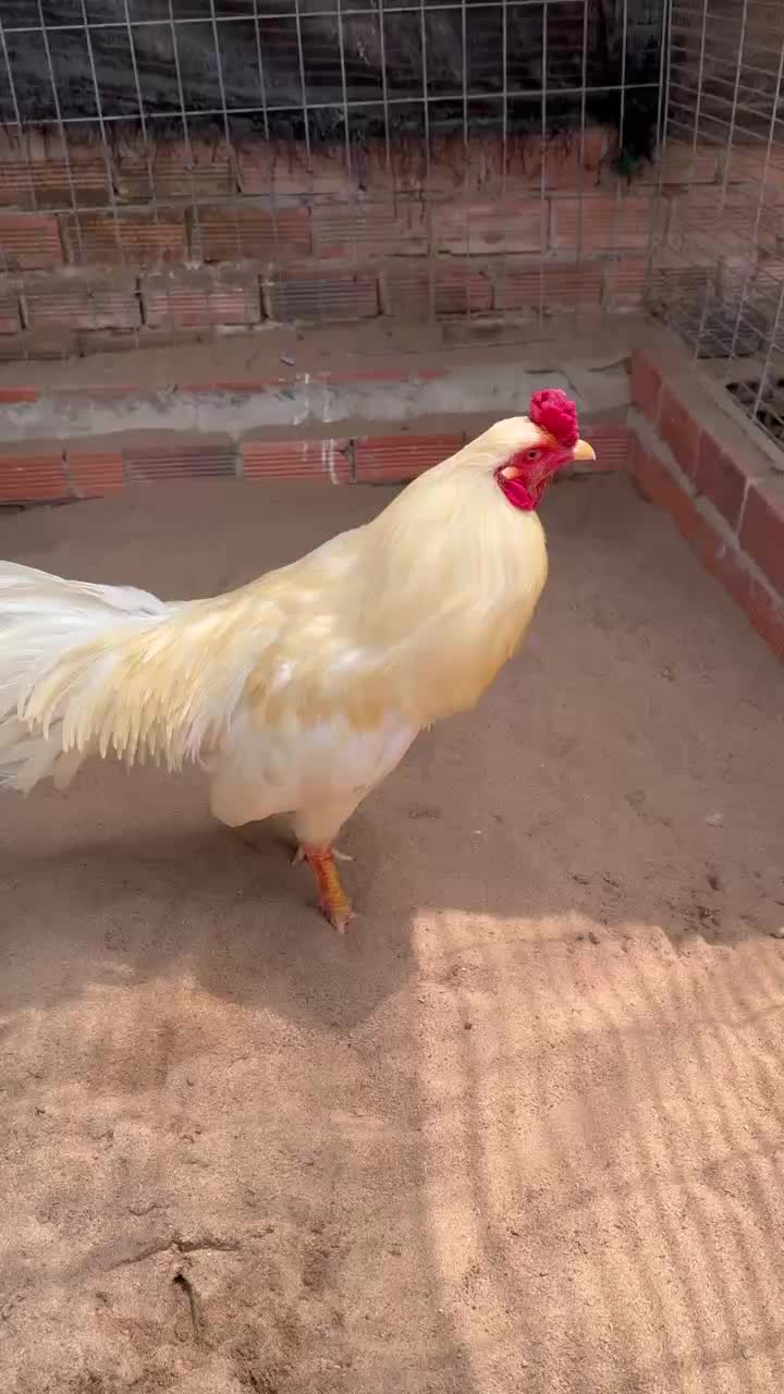@Quốc Bảo ( baosting)