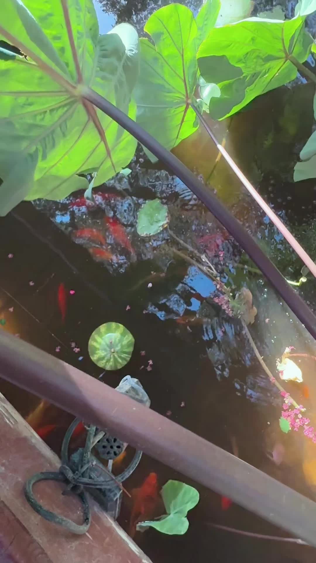 @Eve
